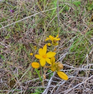 Bulbine sp. at Stromlo, ACT - 9 Oct 2022