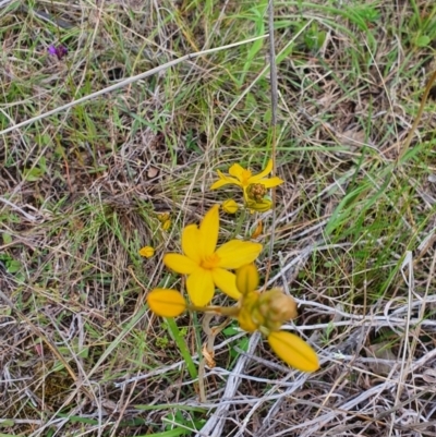 Bulbine sp. at Stromlo, ACT - 9 Oct 2022 by HughCo