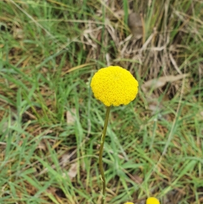 Craspedia variabilis (Common Billy Buttons) at Molonglo Valley, ACT - 9 Oct 2022 by HughCo