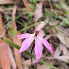 Caladenia fuscata (Dusky Fingers) at Stromlo, ACT - 9 Oct 2022 by HughCo