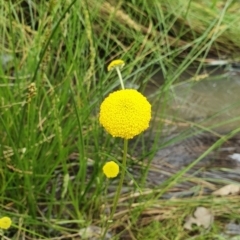 Craspedia variabilis (Common Billy Buttons) at Stromlo, ACT - 9 Oct 2022 by HughCo