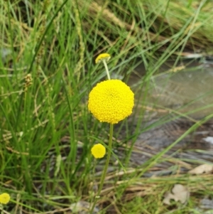 Craspedia variabilis at Stromlo, ACT - suppressed