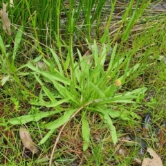 Craspedia variabilis at Stromlo, ACT - 9 Oct 2022