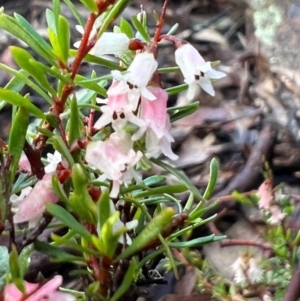 Cryptandra amara at Burra, NSW - 9 Oct 2022