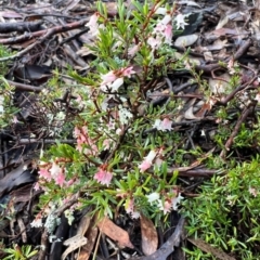 Cryptandra amara at Burra, NSW - 9 Oct 2022