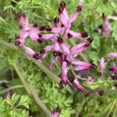 Fumaria muralis subsp. muralis (Wall Fumitory) at Stromlo, ACT - 8 Oct 2022 by Cathy_Katie