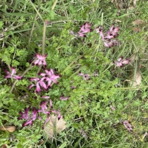 Fumaria muralis subsp. muralis at Stromlo, ACT - 9 Oct 2022