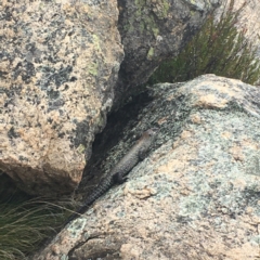 Egernia cunninghami (Cunningham's Skink) at Namadgi National Park - 23 Oct 2021 by mbmiyagi