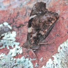 Vanessa itea (Yellow Admiral) at Aranda Bushland - 9 Oct 2022 by Harrisi