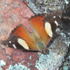 Vanessa itea at Cook, ACT - 9 Oct 2022 11:21 AM