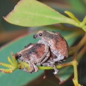 Gonipterus sp. (genus) at Coree, ACT - 9 Oct 2022