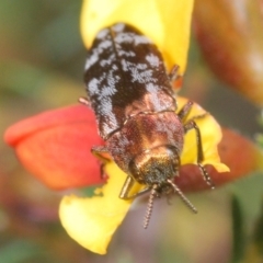 Diphucrania acuducta (Acuducta jewel beetle) at Aranda Bushland - 9 Oct 2022 by Harrisi