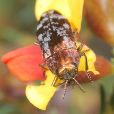 Diphucrania acuducta (Acuducta jewel beetle) at Cook, ACT - 9 Oct 2022 by Harrisi