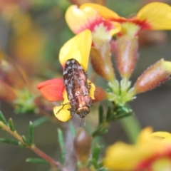 Diphucrania acuducta at Cook, ACT - 9 Oct 2022