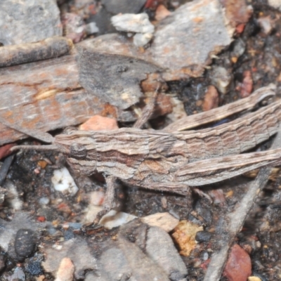 Coryphistes ruricola (Bark-mimicking Grasshopper) at Aranda Bushland - 9 Oct 2022 by Harrisi