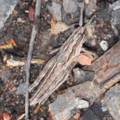 Coryphistes ruricola at Cook, ACT - 9 Oct 2022