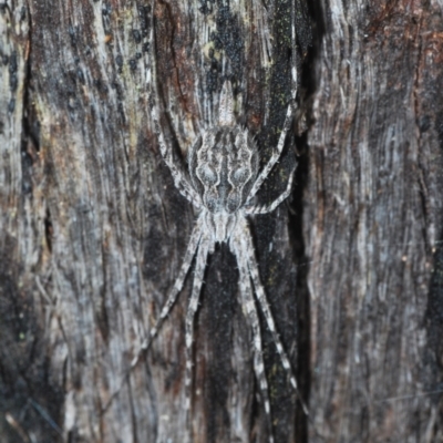 Tamopsis fickerti (Two-tailed spider) at Cook, ACT - 9 Oct 2022 by Harrisi