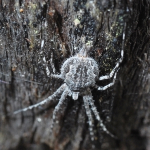 Tamopsis fickerti at Cook, ACT - 9 Oct 2022