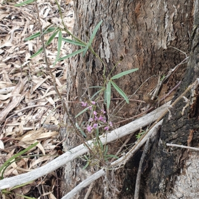 Glycine clandestina (Twining Glycine) at Block 402 - 9 Oct 2022 by HughCo