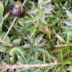 Styphelia humifusum (Cranberry Heath) at Kowen Escarpment - 9 Oct 2022 by JaneR