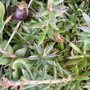 Styphelia humifusum at Kowen, ACT - 9 Oct 2022