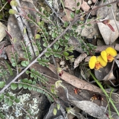 Bossiaea buxifolia (Matted Bossiaea) at Kowen, ACT - 9 Oct 2022 by JaneR