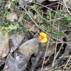 Bossiaea buxifolia at Kowen, ACT - 9 Oct 2022