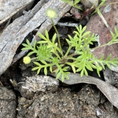 Cotula australis (Common Cotula, Carrot Weed) at Kowen Escarpment - 9 Oct 2022 by JaneR