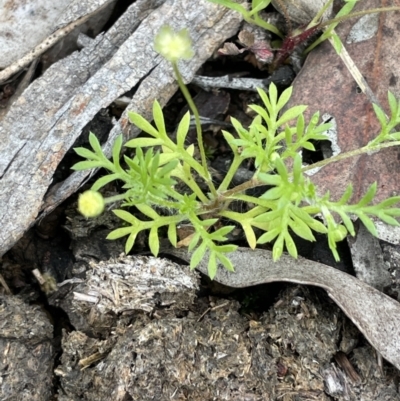 Cotula australis (Common Cotula, Carrot Weed) at Kowen, ACT - 9 Oct 2022 by JaneR