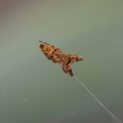 Philoponella congregabilis at Jerrabomberra, NSW - 9 Oct 2022