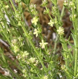 Galium gaudichaudii at Kowen, ACT - 9 Oct 2022