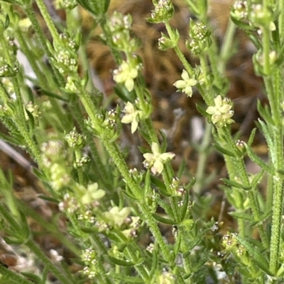 Galium gaudichaudii (Rough Bedstraw) at Kowen, ACT - 9 Oct 2022 by JaneR