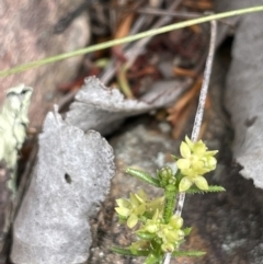 Galium gaudichaudii at Kowen, ACT - 9 Oct 2022