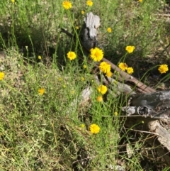 Calotis lappulacea (Yellow Burr Daisy) at Yarralumla, ACT - 8 Oct 2021 by grakymhirth@tpg.com