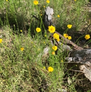 Calotis lappulacea at Yarralumla, ACT - 8 Oct 2021