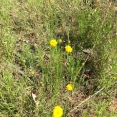 Calotis lappulacea at Yarralumla, ACT - 8 Oct 2021