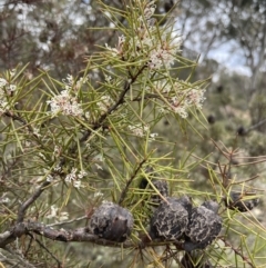 Hakea decurrens subsp. decurrens (Bushy Needlewood) at Kowen, ACT - 9 Oct 2022 by JaneR