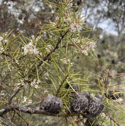 Hakea decurrens subsp. decurrens (Bushy Needlewood) at Kowen, ACT - 9 Oct 2022 by JaneR