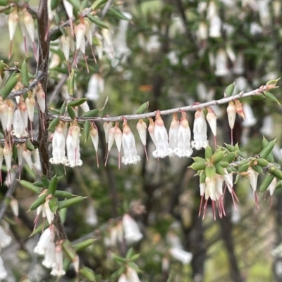 Styphelia fletcheri subsp. brevisepala (Twin Flower Beard-Heath) at Kowen, ACT - 9 Oct 2022 by JaneR