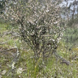 Leucopogon fletcheri subsp. brevisepalus at Kowen, ACT - 9 Oct 2022