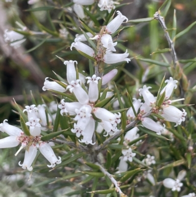 Lissanthe strigosa subsp. subulata (Peach Heath) at Kowen, ACT - 9 Oct 2022 by JaneR