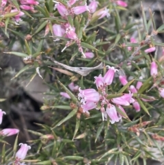 Lissanthe strigosa subsp. subulata at Kowen, ACT - 9 Oct 2022