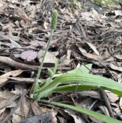 Plantago varia (Native Plaintain) at Kowen Escarpment - 9 Oct 2022 by JaneR