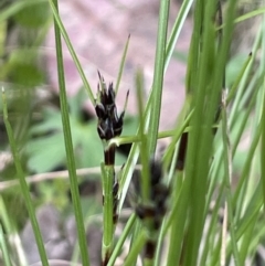 Schoenus apogon (Common Bog Sedge) at Kowen Escarpment - 9 Oct 2022 by JaneR