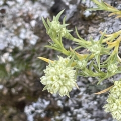 Scleranthus diander (Many-flowered Knawel) at Kowen, ACT - 9 Oct 2022 by JaneR