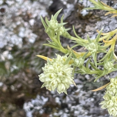 Scleranthus diander (Many-flowered Knawel) at Kowen, ACT - 9 Oct 2022 by JaneR