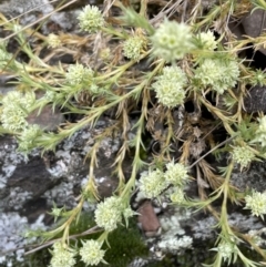 Scleranthus diander at Kowen, ACT - 9 Oct 2022 03:21 PM