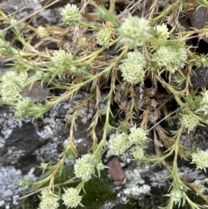 Scleranthus diander at Kowen, ACT - 9 Oct 2022 03:21 PM