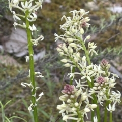 Stackhousia monogyna (Creamy Candles) at Kowen, ACT - 9 Oct 2022 by JaneR