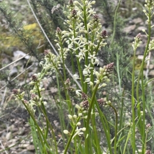 Stackhousia monogyna at Kowen, ACT - 9 Oct 2022